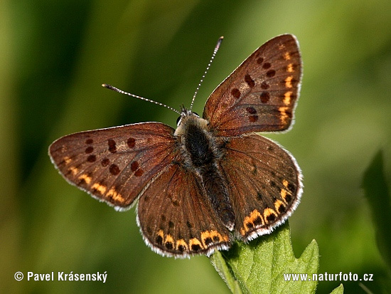 Brauner Feuerfalter