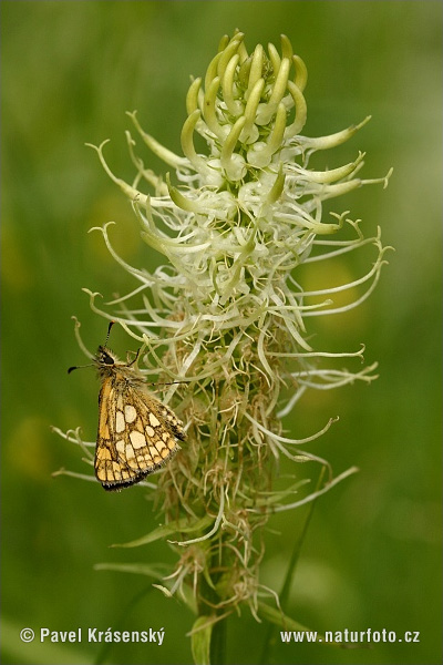 Carterocephalus palaemon