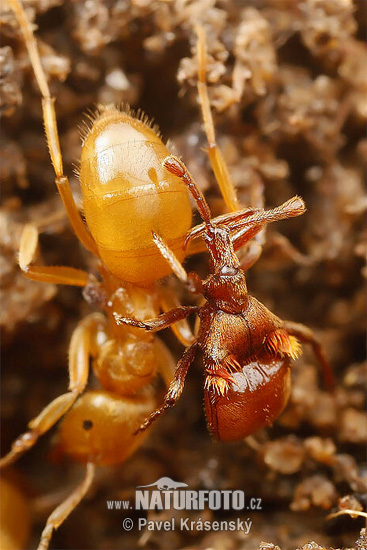 Claviger longicornis