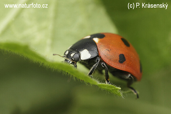 Coccinella comune