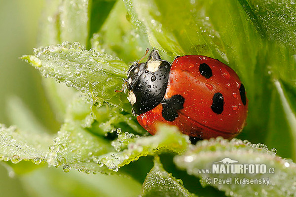 Coccinella comune