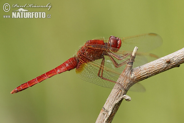 Crocothemis erythraea