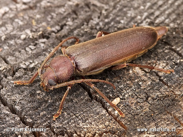 Dunkelbrauner Halsgrubenbock