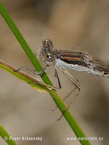 emeine Winterlibelle