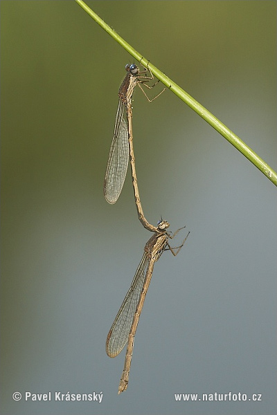 emeine Winterlibelle