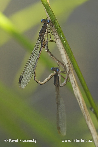 emeine Winterlibelle