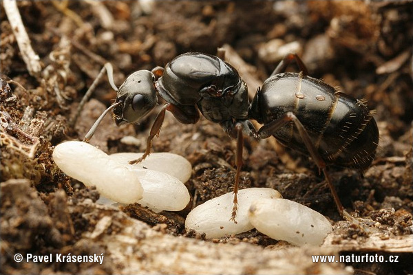 Formica nera europea