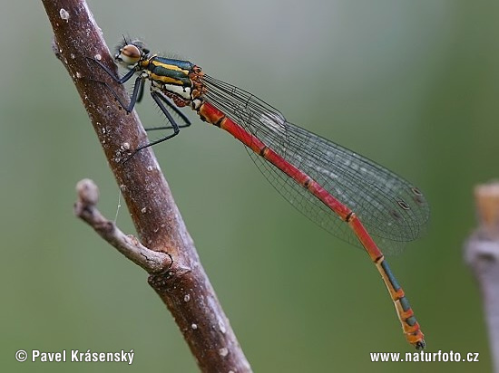 Frühe Adonislibelle