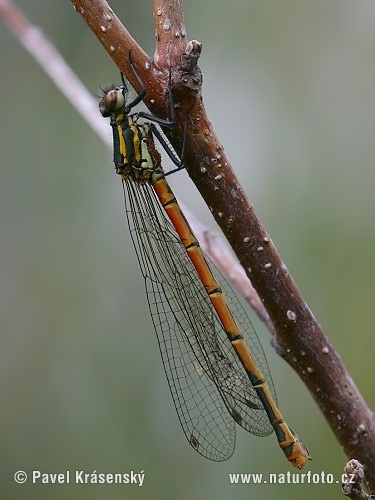 Frühe Adonislibelle