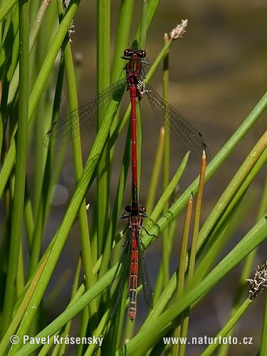 Frühe Adonislibelle