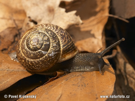 Gefleckte Schnirkelschnecke