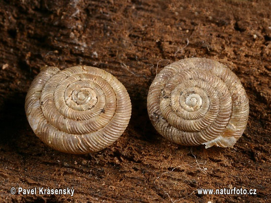 Gefleckte Schüsselschnecke