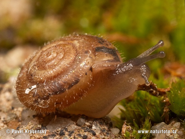 Gemeine Haarschnecke