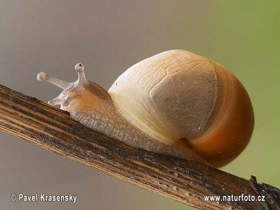 Genabelte Strauchschnecke