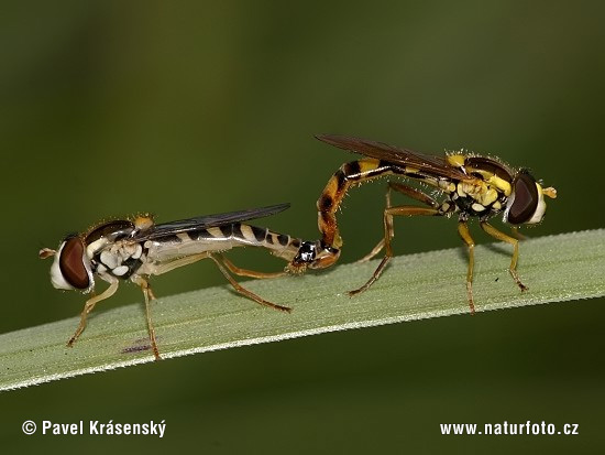 Gewöhnliche Langbauchschwebfliege