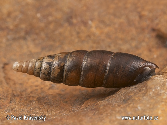 Glatte Schließmundschnecke