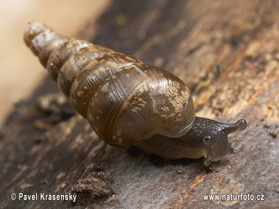 Glatte Schließmundschnecke