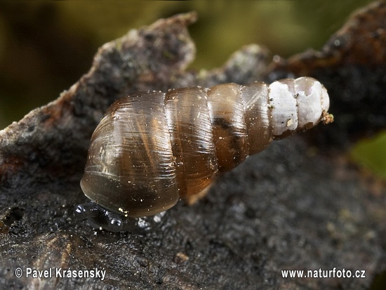 Glatte Schließmundschnecke