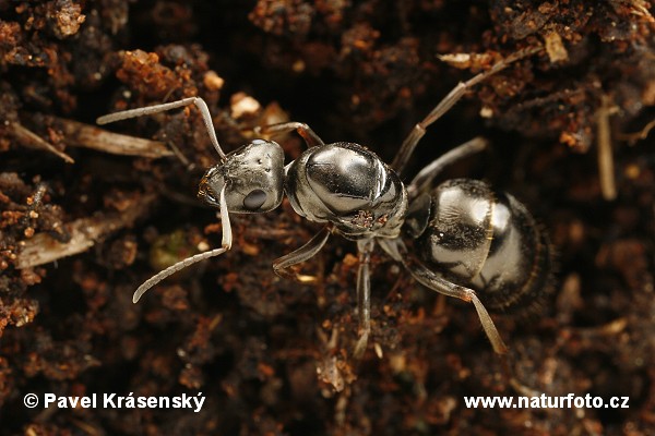 Grauschwarze Sklavenameise