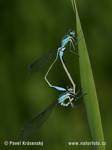 Große Pechlibelle