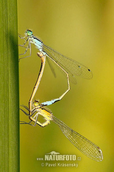 Große Pechlibelle