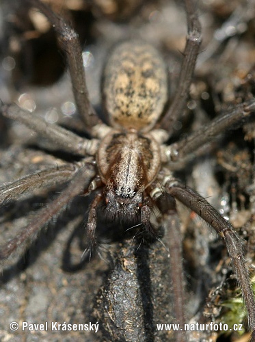 Große Winkelspinne