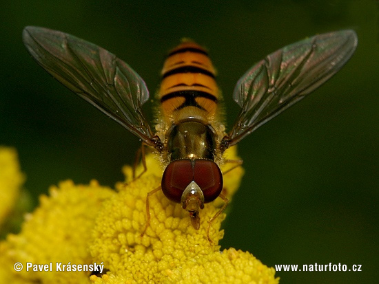 Hainschwebfliege