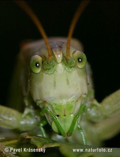 Kleine groene sabelsprinkhaan