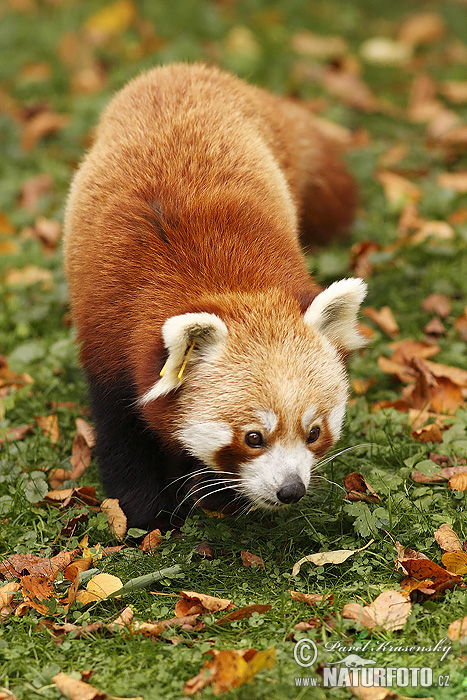 Kleiner Panda