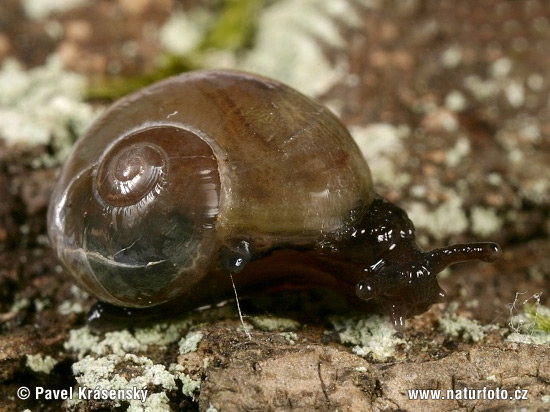 Kugelige Glasschnecke