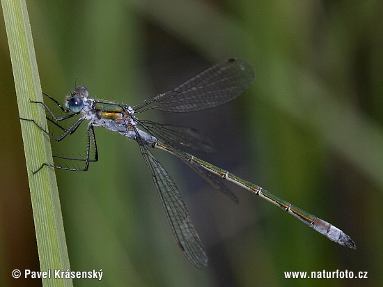 Lestes sponsa