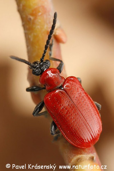 Lilienhähnchen