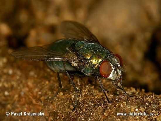 Mouche dorée