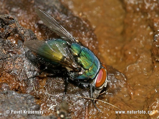 Mouche dorée