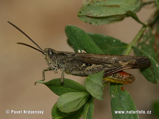 Nachtigall-Grashüpfer