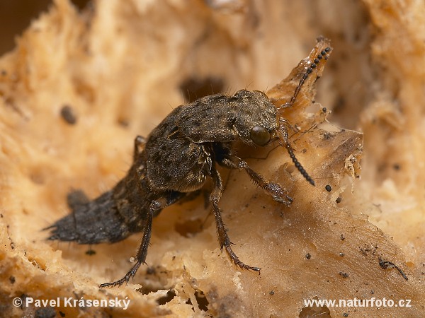 Ontholestes tesselatus