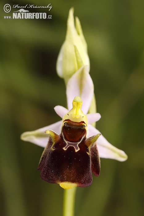 Ophrys holoserica subsp. holubyana