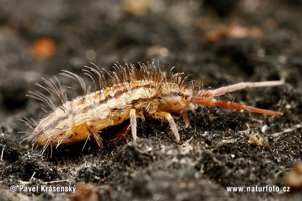 Orchesella flavescens