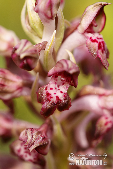 Orchis punaise