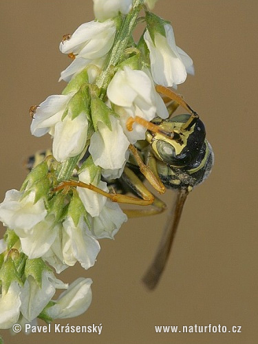 rancia darázs