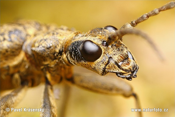 Rhagium mordax