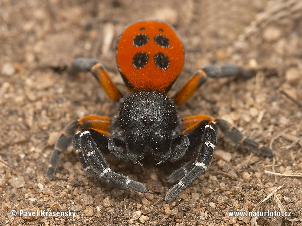 Rote Röhrenspinne