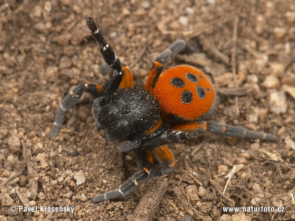 Rote Röhrenspinne