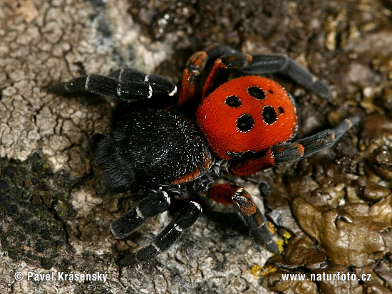 Rote Röhrenspinne