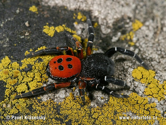 Rote Röhrenspinne