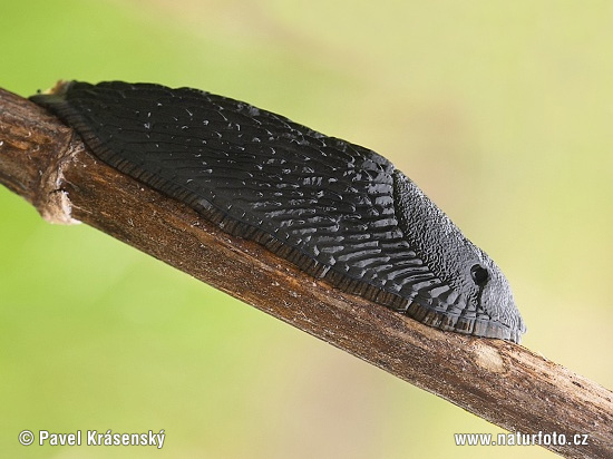 Rote Wegschnecke