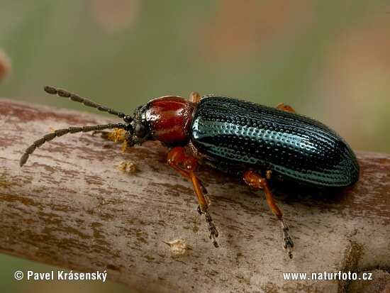 Rothalsiges Getreidehähnchen