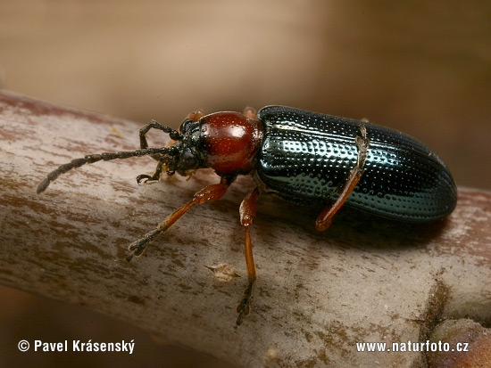 Rothalsiges Getreidehähnchen