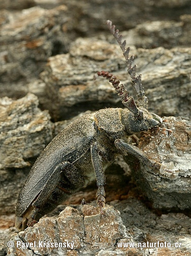 Sägebock Käfer