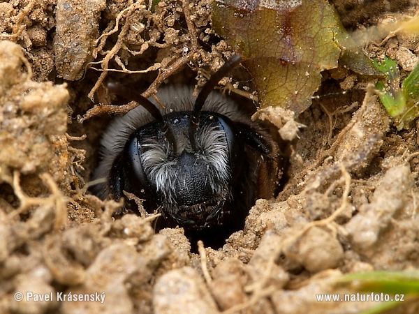 Sandbienen